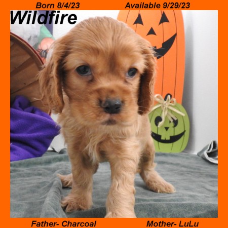 puppy, for, sale, Cocker Spaniel, Joe & Cherri  Overlease, dog, breeder, Miller, MO, dog-breeder, puppy-for-sale, forsale, nearby, find, puppyfind, locator, puppylocator, aca